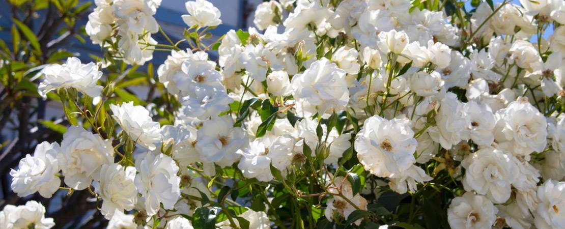 Main image for the article:What Is a Floribunda Rose? Guide to Floribunda Roses