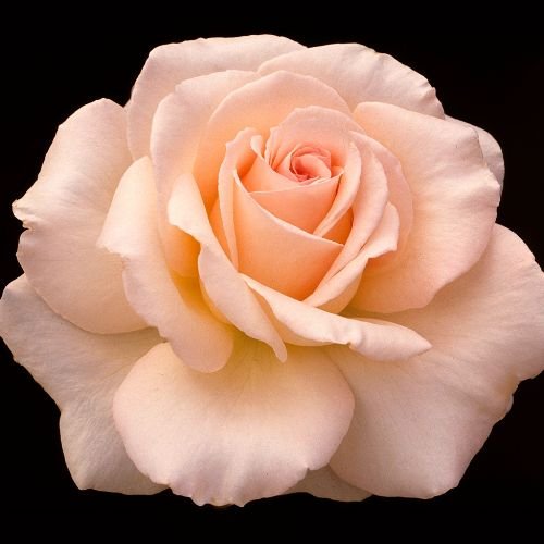closeup view of White Delight rose