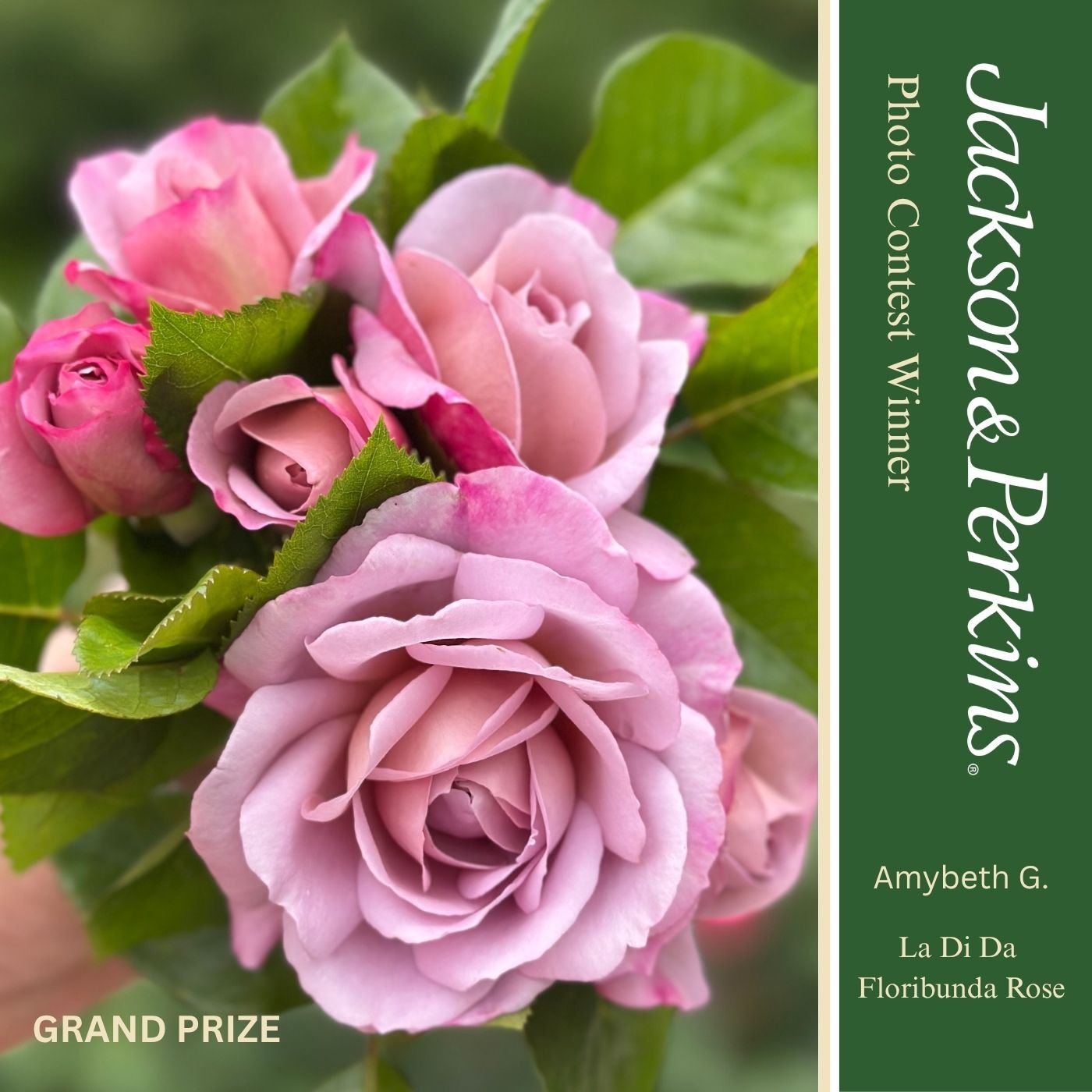Grand Prize winning rose photo