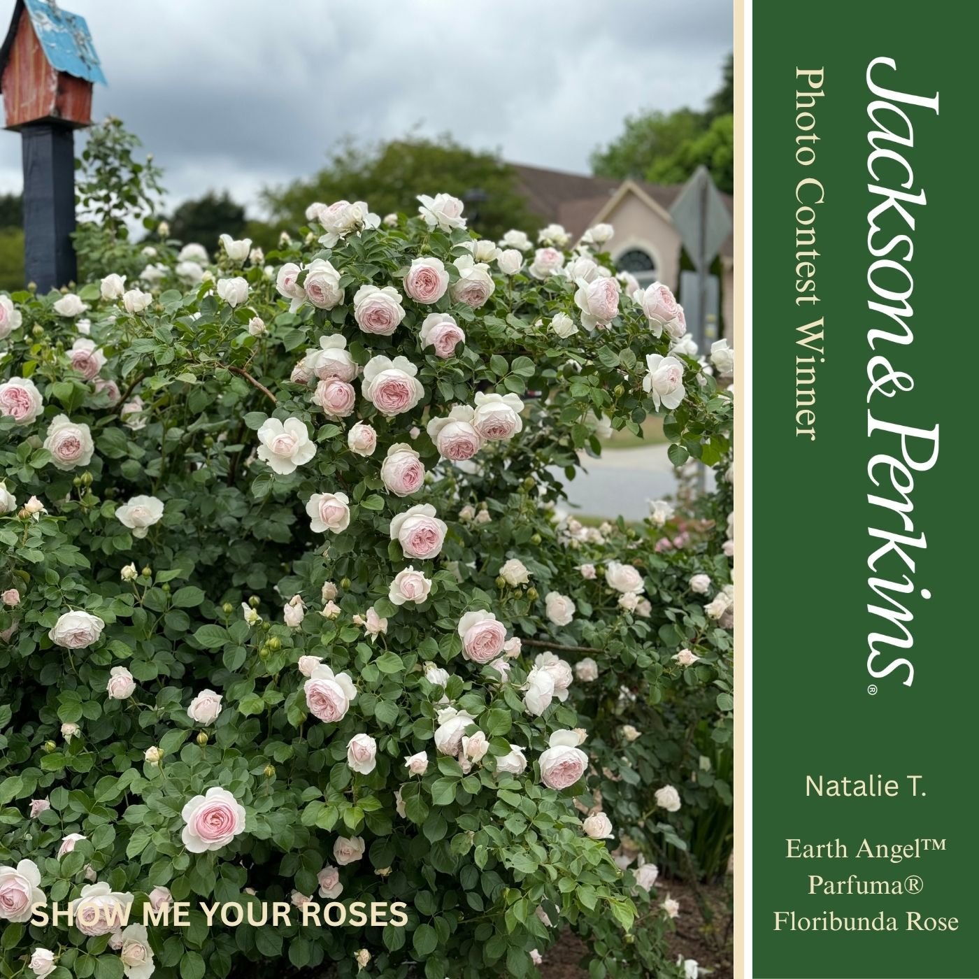 Show Me Your Roses winning rose photo