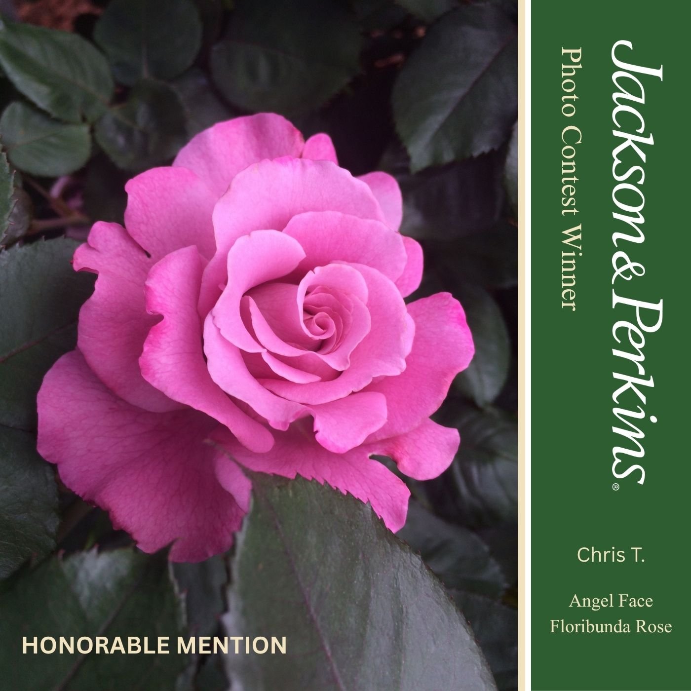 Honorable Mention winning rose photo