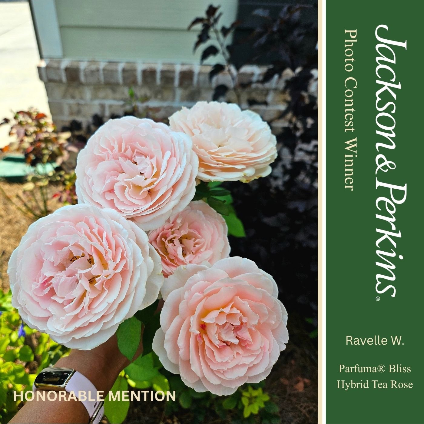 Honorable Mention winning rose photo