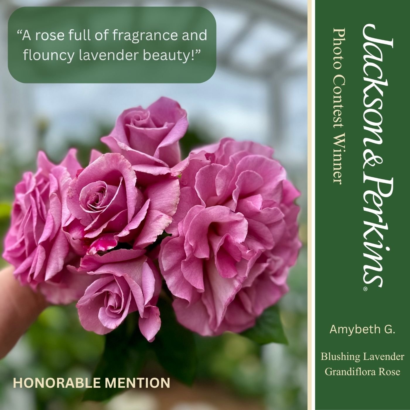 Honorable Mention winning rose photo