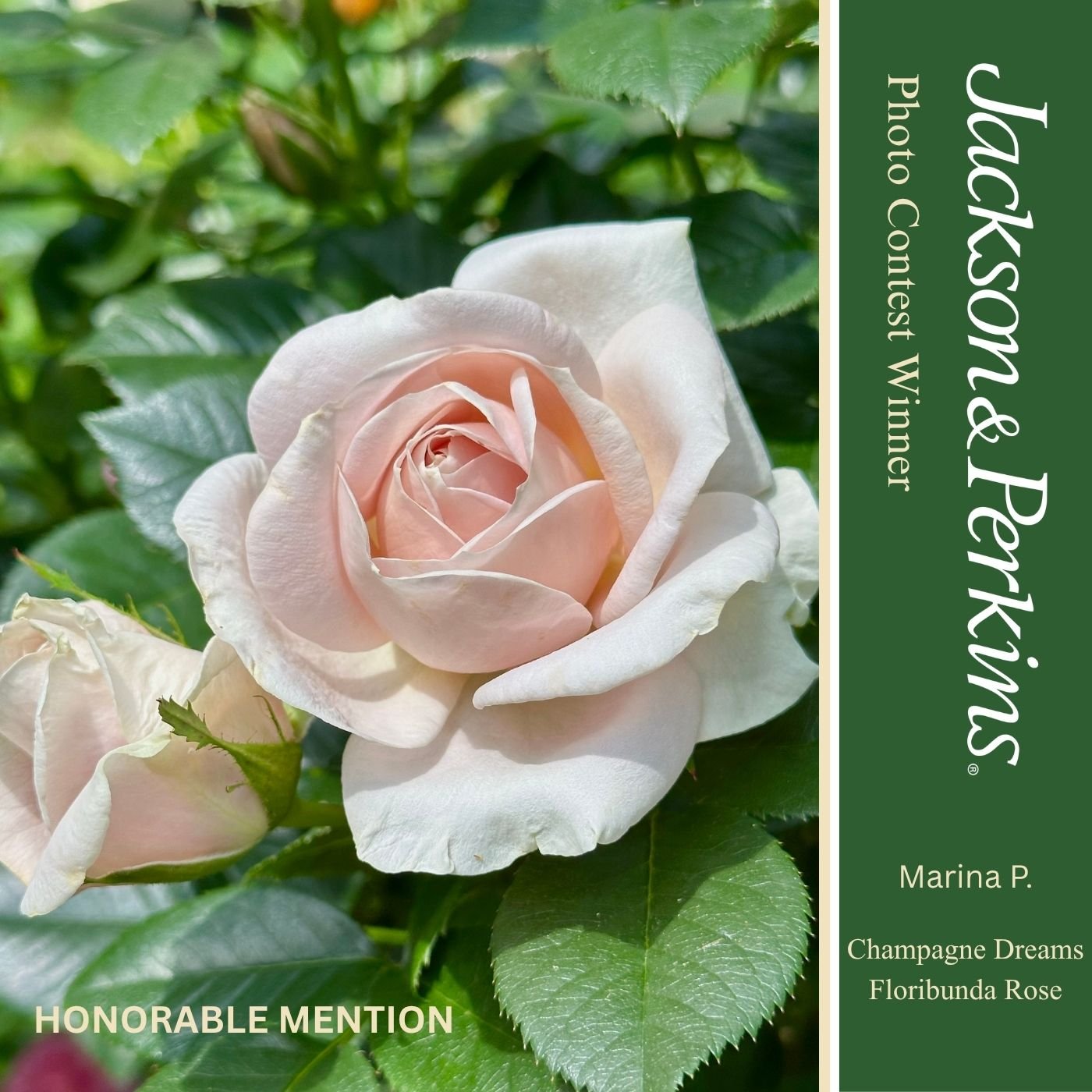 Honorable Mention winning rose photo