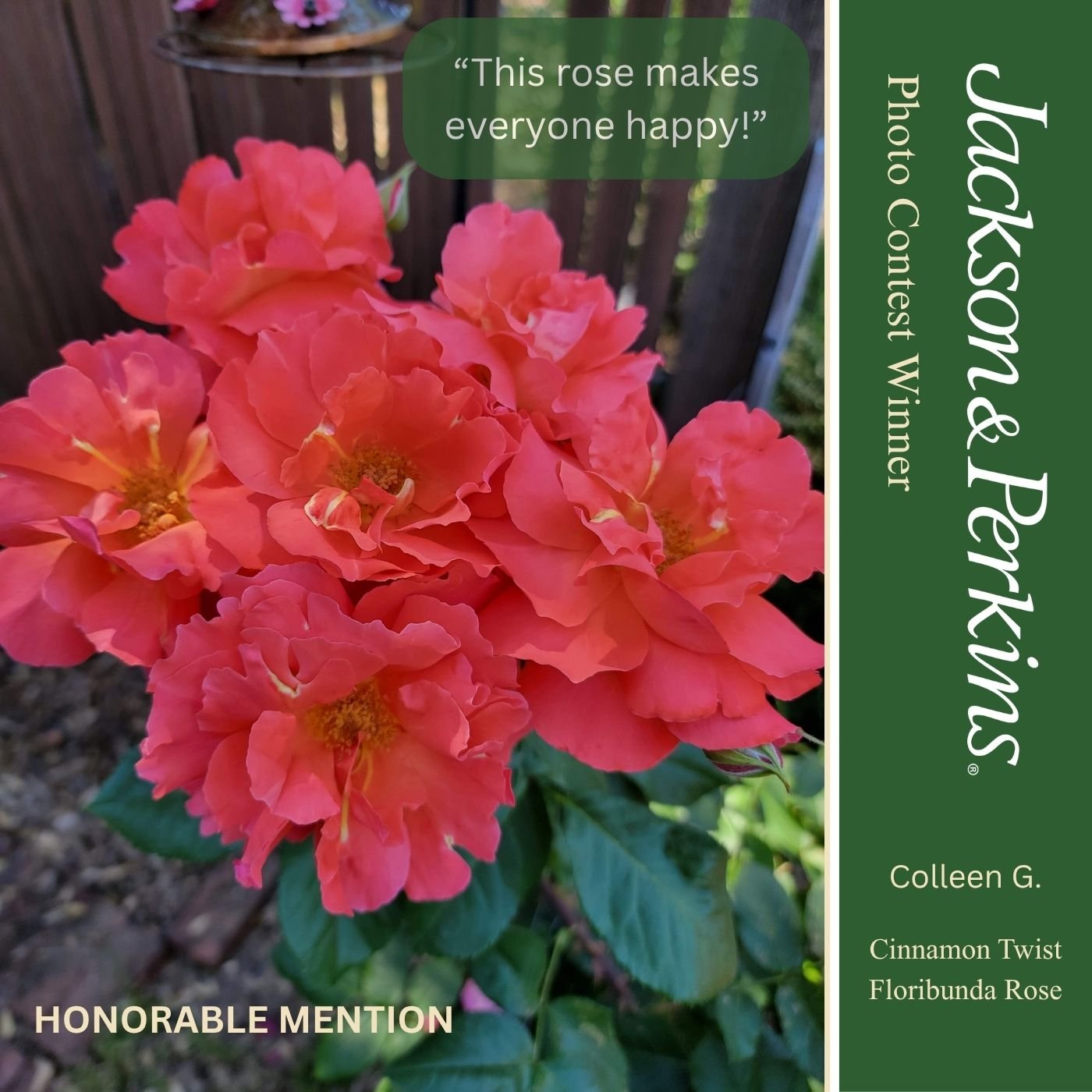 Honorable Mention winning rose photo