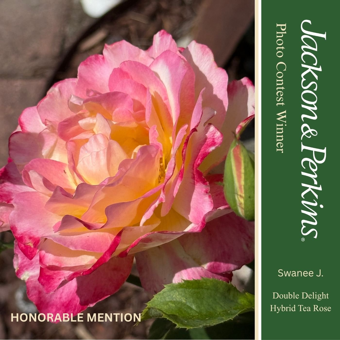 Honorable Mention winning rose photo