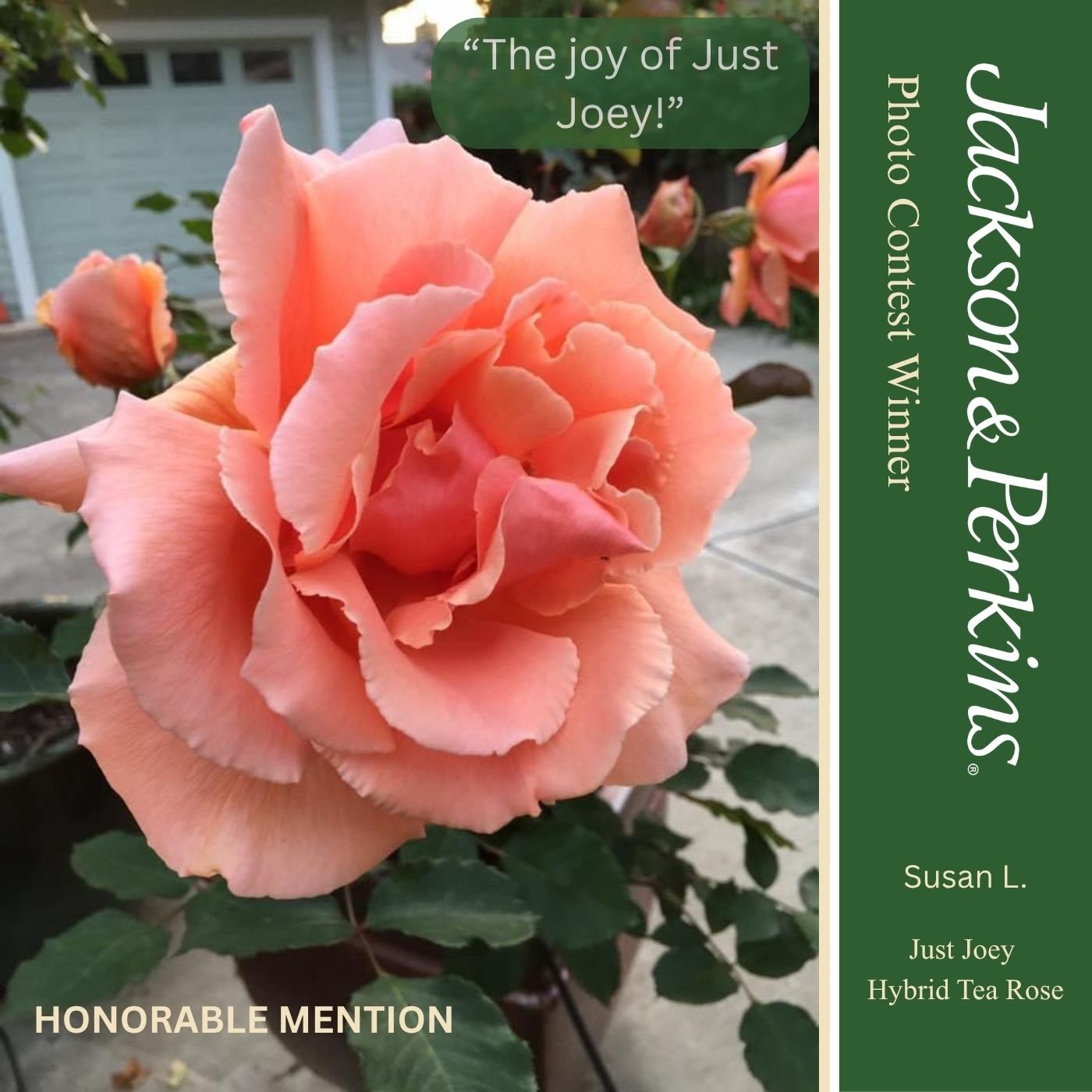 Honorable Mention winning rose photo