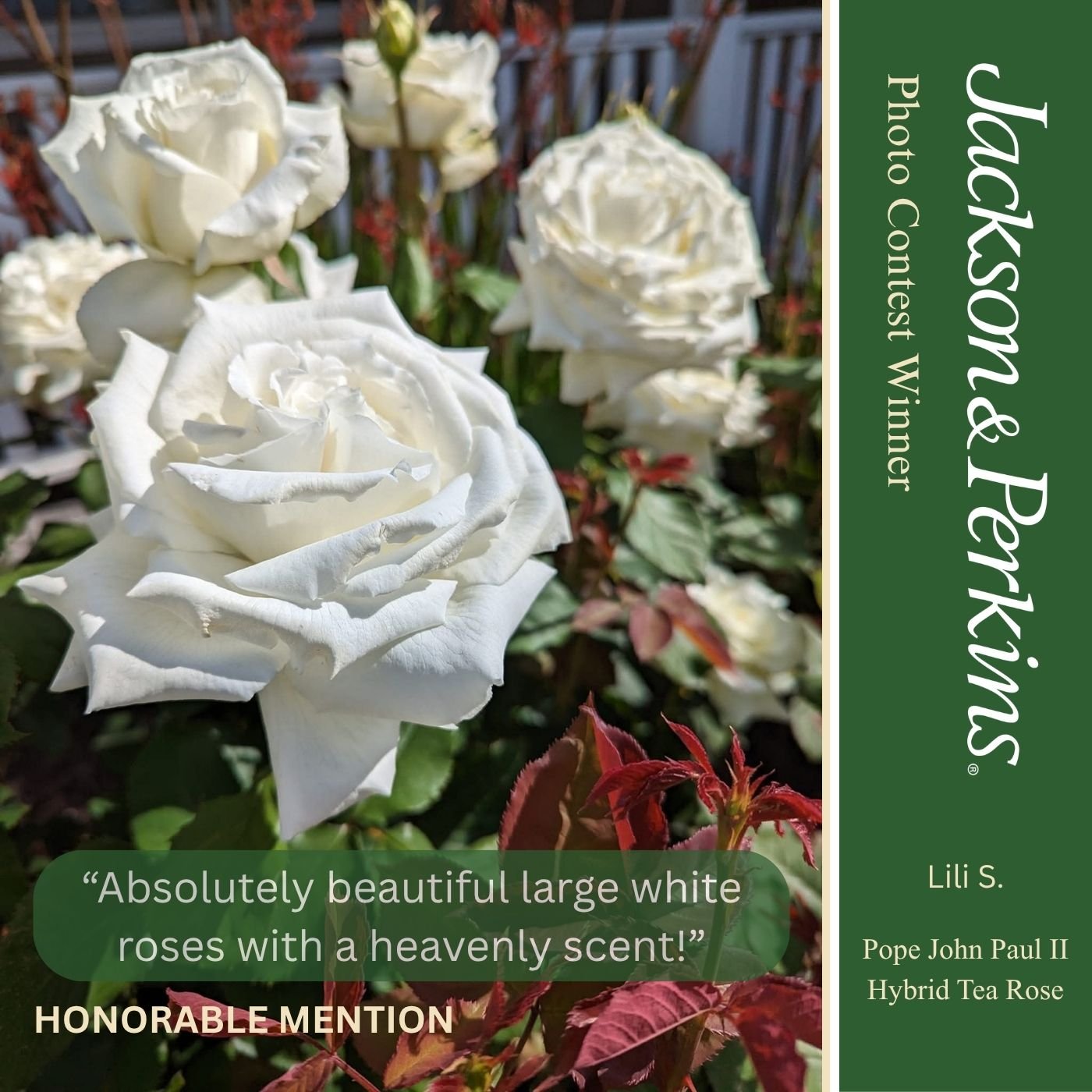Honorable Mention winning rose photo