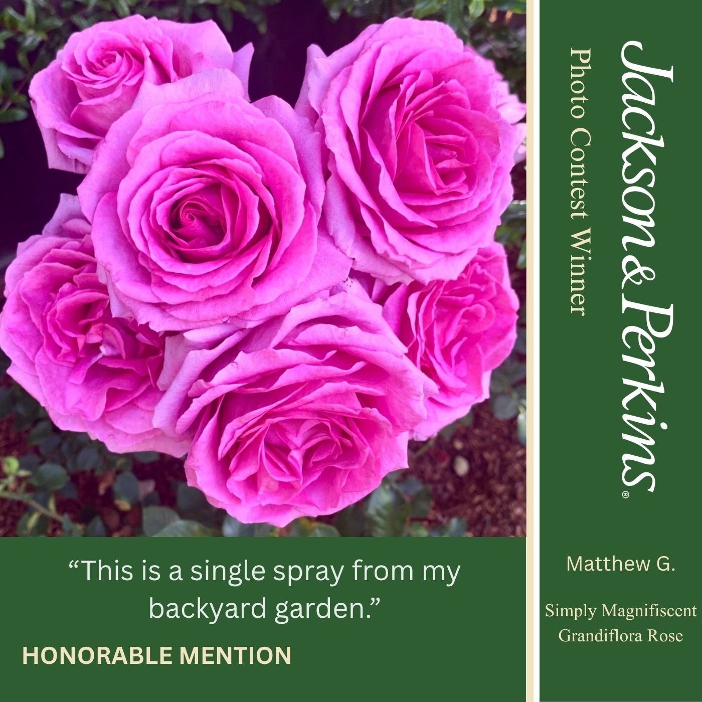 Honorable Mention winning rose photo