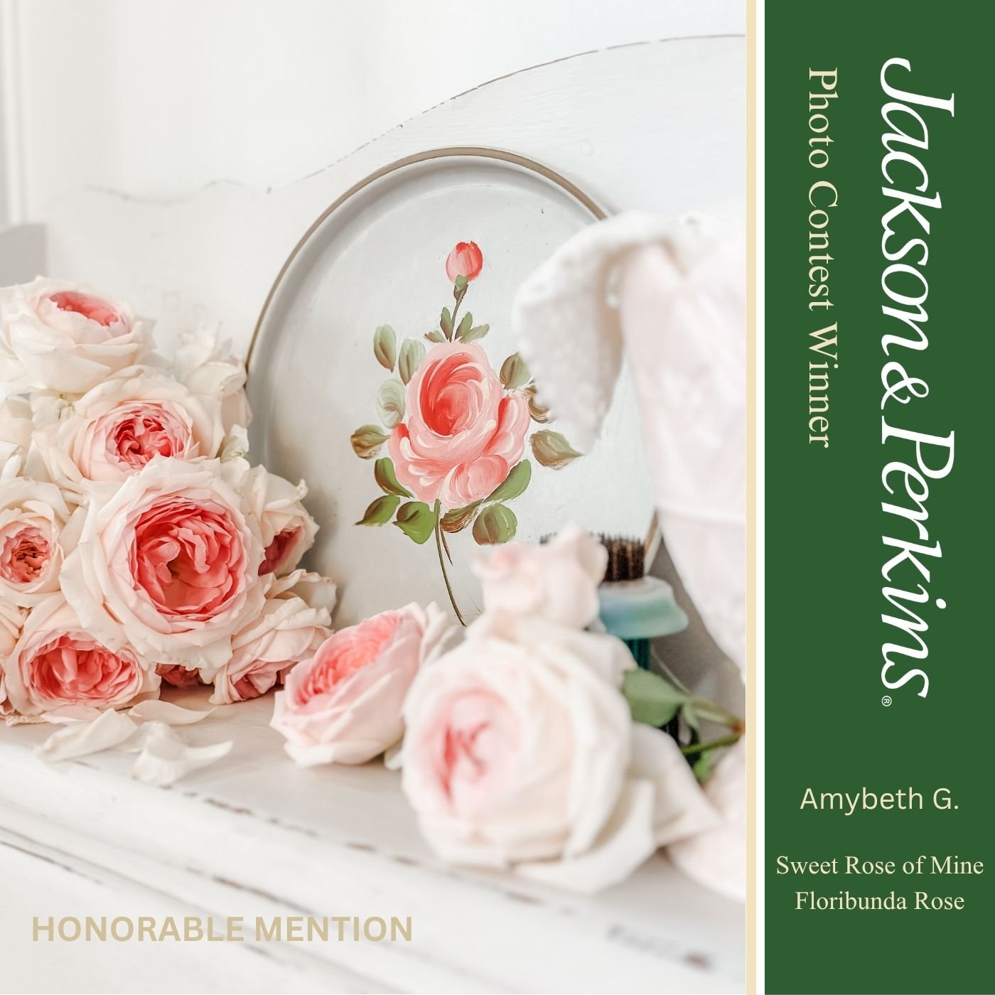 Honorable Mention winning rose photo