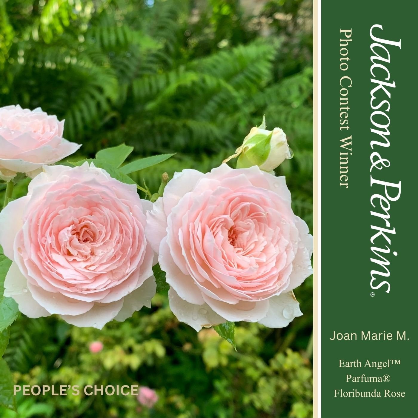 People's Choice winning rose photo