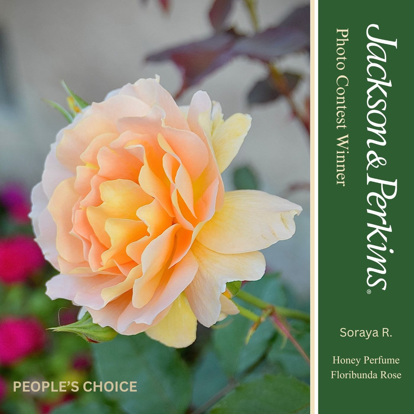 People's Choice winning rose photo