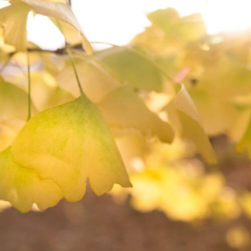 bright yellow ginkgo leaves