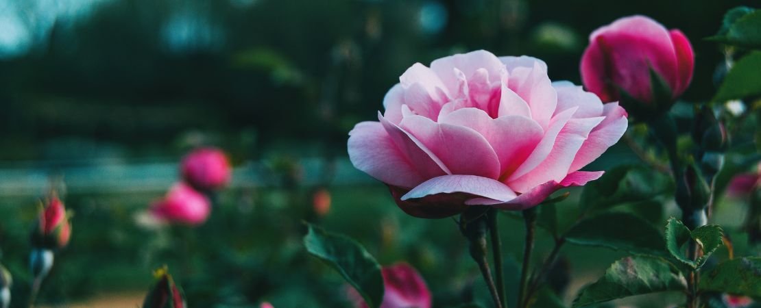 Main image for the article:February Rose Care Guide