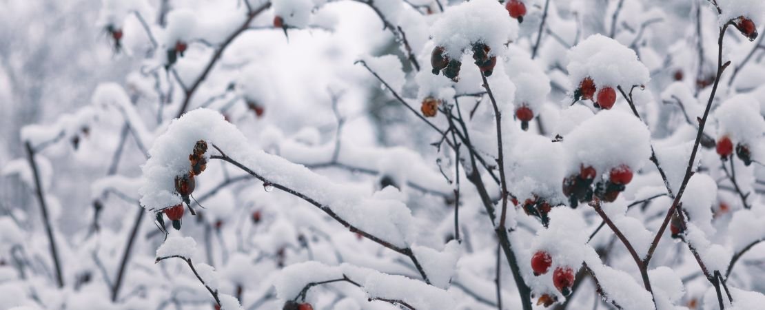 roses in snow in northern zones