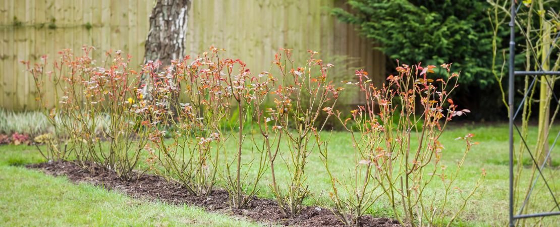 roses coming out of dormancy in southern zones