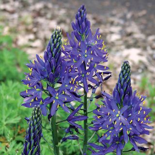 Camassia quamash Bulbs