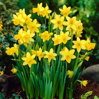 Narcissus Tete A Tete Daffodil Bulbs