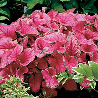 Caladium Sweetheart Bulbs