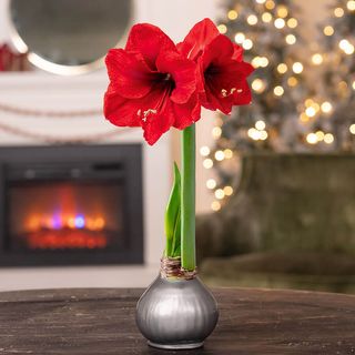 Silver Waxed Amaryllis Bulb Red Lion Flower