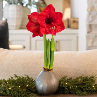 Amaryllis★セール様 リクエスト 3点 まとめ商品 Silver Waxed Red Lion Amaryllis Gift | Jackson & Perkins