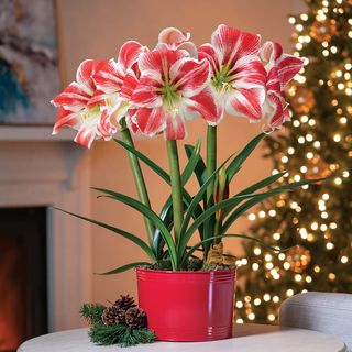 Amaryllis Bulbs & Flowers for Christmas Gifts | Jackson & Perkins ...