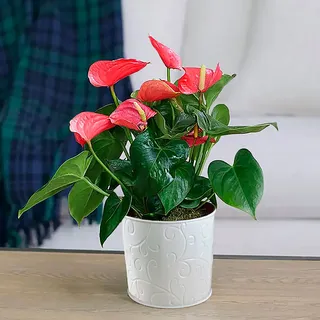 silver dollar money plant Silver Dollar Eucalyptus Plants