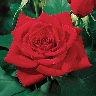 Olympiad&trade; Hybrid Tea Rose
