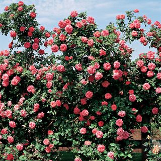 America Climbing Rose