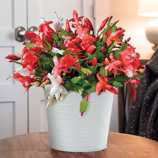 Joyous Christmas Cactus