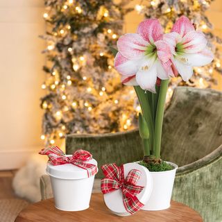 Amaryllis Gift Set Apple Blossom Flower Bulb