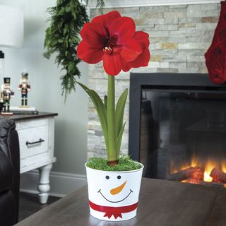 Winter Folly Single Ferrari Amaryllis Flower