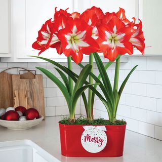 Simply Merry Triple Cocktail Potted Amaryllis Bulb Gift