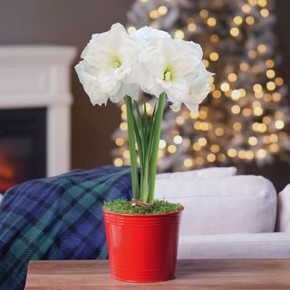 Merry and Bright Single Alfresco Potted Amaryllis Bulb Gift