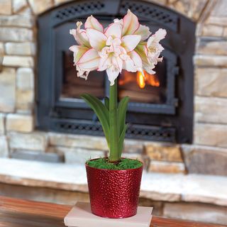 Joyous Season Single Harlequin Potted Amaryllis Bulb Gift