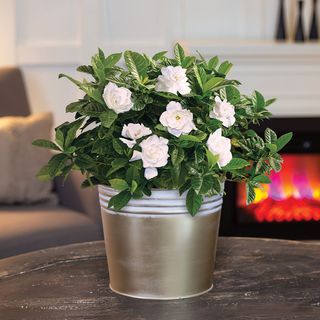 Glamorous Gardenia Gift Plant