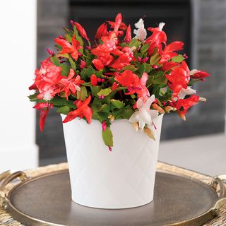 Joyous Christmas Cactus