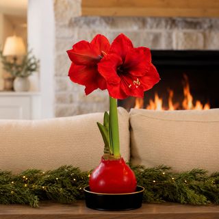 Timeless Elegance Red Waxed Red Lion Amaryllis Gift