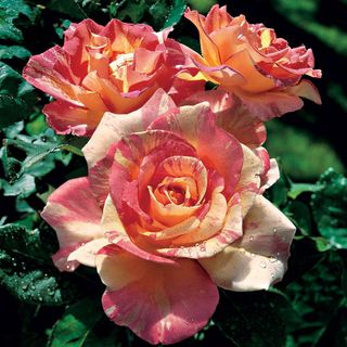 Cabana Hybrid Tea Rose