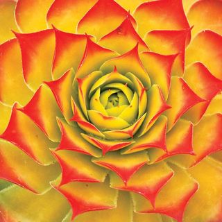 Sempervivum Chick Charms&reg; Gold Nugget