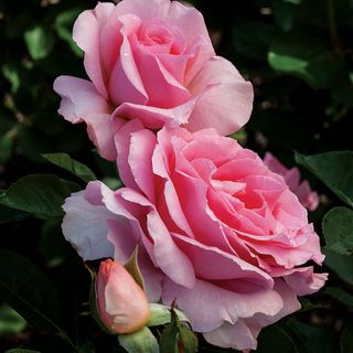 Dr. Jane Goodall Hybrid Tea Rose