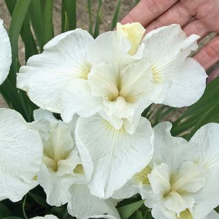 Iris Swans in Flight