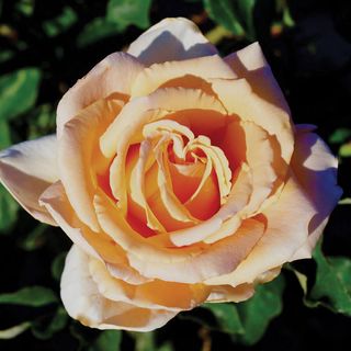 Just Joey Hybrid Tea Rose