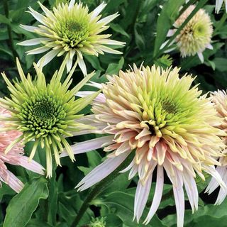 Echinacea Cone-fections&trade; Cherry Fluff