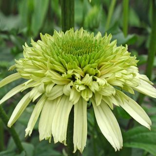 Echinacea Cone-fections&trade; Honeydew