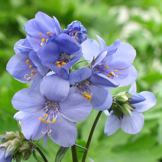 Polemonium Brise dAnjou&trade;