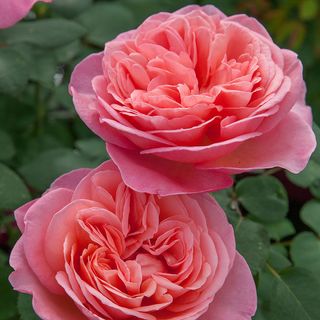 Sweet Mademoiselle&trade; Hybrid Tea Rose