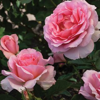 Dr. Jane Goodall Hybrid Tea Rose