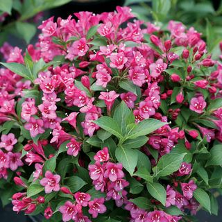 Weigela Snippet&reg; Dark Pink