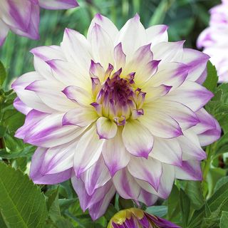Dahlia Ferncliff Inspiration Bulb